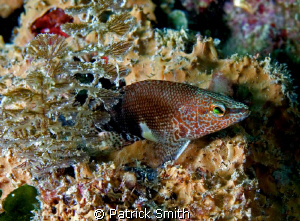 This is a Belted Sandfish taken on Mammoth Rock Reef, in ... by Patrick Smith 